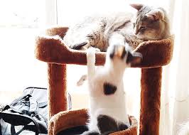 Do not attempt to handle or pick up either cat. Why Do Cats Lick Groom Each Other Hint It S Probably Not What You Think