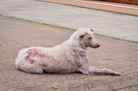 Image result for scabies dogs detail