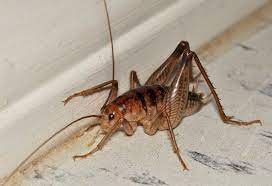 Camel crickets get their these crickets have very large powerful legs that they use to jump away from predators and other. Camel Crickets And Hodgepodge Lifestyles Theadanews Com