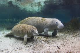 Manatee mother and baby wall art