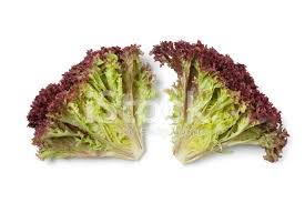 All belong to the family apiaceae. Innen Lollo Rosso Salat Stockfotos Freeimages Com