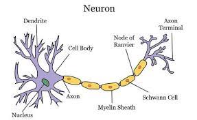 Animal cell size and shape. Types Of Animal Tissues Ck 12 Foundation