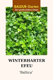Efeu Baltica Immergrun Auch Im Winter Bei Baldur Garten Winterhart Winterharte Kletterpflanzen Winterharte Balkonpflanzen