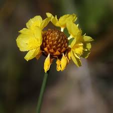 Image result for Xyridaceae