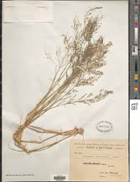 Image result for Eragrostis mildbraedii