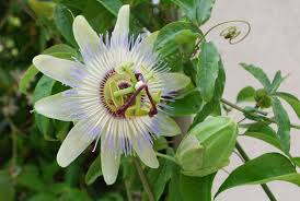 Passiflora Caerulea Clear Sky Is A Vigorous Climber With Fragrant Large Star Shaped White Flowers 5 In Passiflora Caerulea Blue Passion Flower Caerulea
