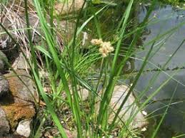 Image result for Bolboschoenus