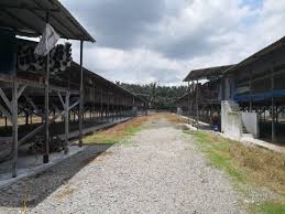 Melihat kepada potensi yang ada, dan pemindahan teknologi yang di perolehi dari projek ternakan ayam daging yang pertama ini, pkps mengorak langkah lebih kehadapan, memperluaskan aktiviti ini di ulu tinggi, daerah kuala selangor. Terlebih Makan Ayam Boleh Dorong Lelaki Jadi Lembut Mingguan Wanita