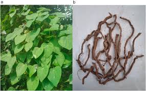 Image result for Cissampelos