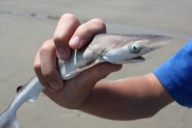 161 Baby Shark June 10 2010 Cutest Baby Shark Evar An Flickr