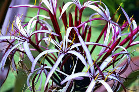 Image result for Crinum asiaticum