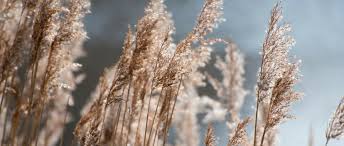 Le panache des herbes de la pampa, le pourpre des pennisetu. Planter Des Graminees Promesse De Fleurs