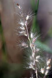 Image result for Tricholaena