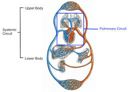 circulatory system pulmonary and systemic circuits