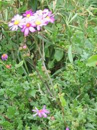 Image result for Senecio purpureus