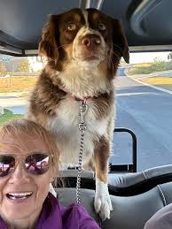 My passenger seat Princess waiting for her sonic treat. Not so patiently…