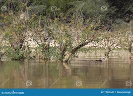 Image result for Aeschynomene elaphroxylon