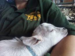 Come meet our wonderful farm animals in a clean, people and animal friendly atmosphere. It S All About Animals At East Hampton S Circle K Farm East Hampton Ct Patch