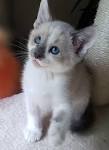 Ragdoll Kittens for Sale - Adoptapet