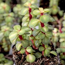 Image result for Portulaca centrali-africana