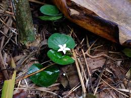 Image result for Geophila repens