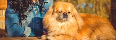 Pekingese Dog Breed Facts And Personality Traits Hills Pet