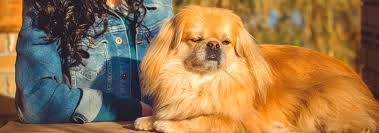 pekingese dog breed facts and personality traits hills pet