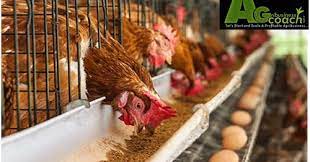 Optional additives (see below) instructions How To Produce Your Own Chicken Feeds The Best Formula Agribusiness Coach