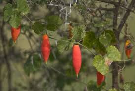 Image result for Kedrostis foetidissima