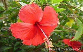 Hibiscus Naples
