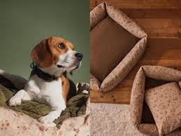 We did not find results for: Zara Home Launches First Ever Pet Collection Gma Entertainment