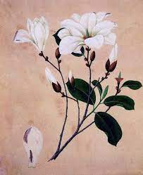 Magnolias Symbolized Dignity And Nobility In Ancient China Magnolias Were Thought To Be The Perfect Symbols O Flower Painting Chinese Flowers Magnolia Flower