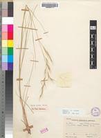 Image result for Aristida canescens