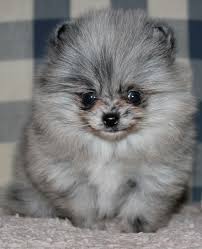 Shipped worldwide with 10 year health guarantee. Pin By Dog Breeds On Blue Merle Pomeranian Pomeranian Puppy Cute Puppies Dogs And Puppies