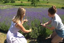 Street directory and map of boyne falls village. Experiencing Peak Bloom At Lavender Hill Farm 9 10 News