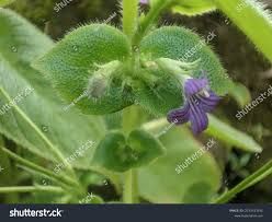 Image result for Nelsonia