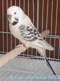 Birds You Can Have As Pets Uk What Do You Call A White Budgie With Black Markings Talk Budgies Forums White Budgie Budgies Budgies Bird