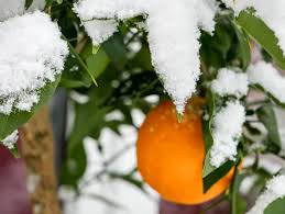 Wann Ist Ein Zitronenbaum Winterhart Tipps Fur Zitrusfreuden Im Winter Zitronen Baum Zitruspflanzen Zitronenbaum