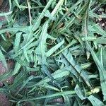 Image result for Launaea cornuta