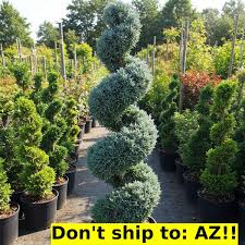 Image result for spiral cut juniper trees