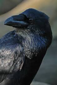 Corvus Corax Forum Fur Naturfotografen Birds Photography Nature Raven Bird Raven