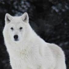 Black wolf and white wolf. White Wolf Home Facebook