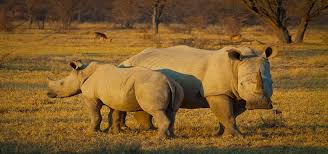 As recently as 1960, there were more than 2,000 remaining. A Glimmer Of Hope For Northern White Rhinos