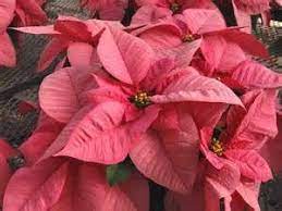 Variegated Poinsettia Mozilla Yahoo Image Search Results Summer Flowers Garden Season Plants Poinsettia