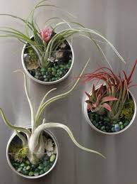 Plus, you pick plants that don't need any soil to grow. Air Plant Fridge Magnets Hgtv