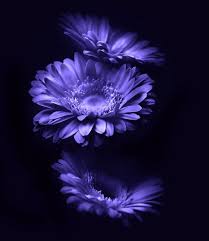 Pin On Purple Purple Purple