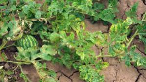 Alternaria Leaf Spot Awareness Can Save Your Cucurbit Crops - Growing  Produce