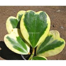 Kaufen Hoya Kerrii Variegata Mit Canarius