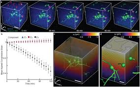 Db br 101 ic ec ls models esu. Strain And Rate Dependent Neuronal Injury In A 3d In Vitro Compression Model Of Traumatic Brain Injury Scientific Reports