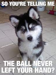 Ten Funny Animal Pictures That You Probably Can Relate To Very Funny Pics Animal Captions Cute Animals Funny Animals